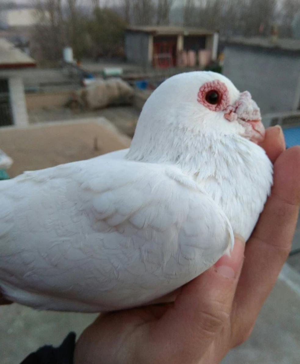 天落最喜欢进什么鸽棚,天落鸽喜欢落到什么地方
