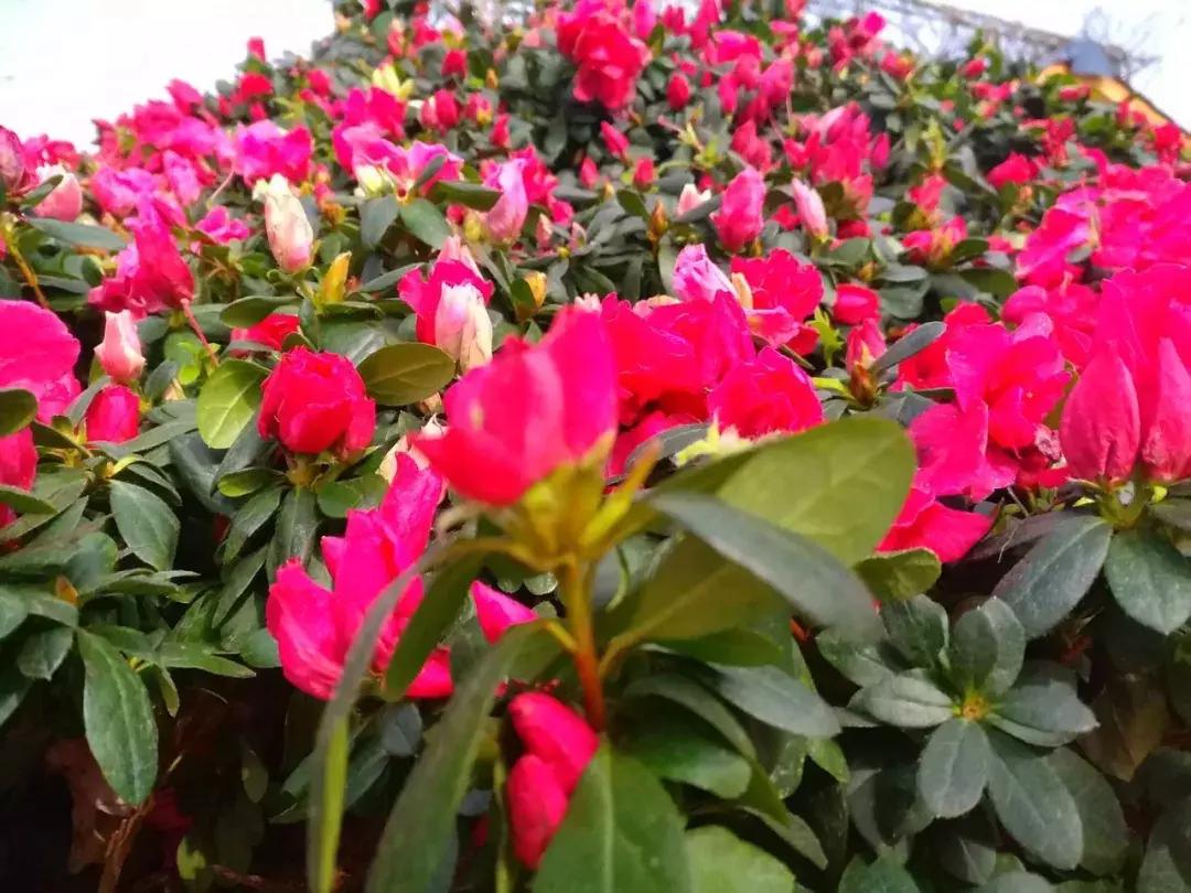 广元市柏林樱花节,广元柏林大型樱花节