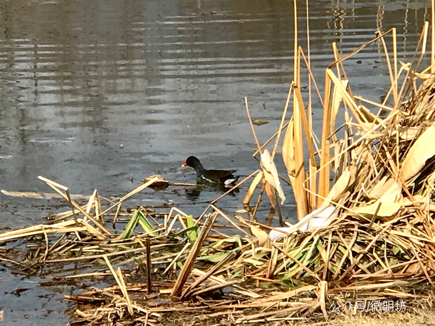 手拍世界作品集402期,手拍世界作品专集