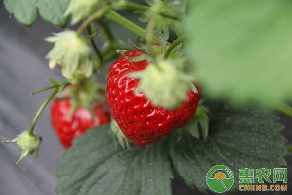 2018年农业种植什么东西最挣钱,今年种什么经济作物最赚钱