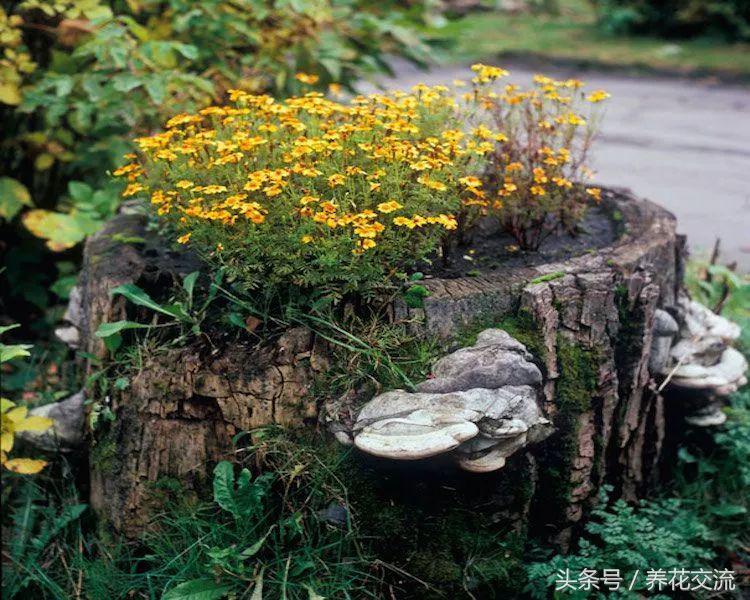农村院子里的树桩怎么清理,院子里的老树桩