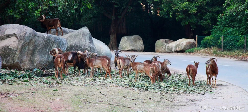 长隆野生动物世界游玩北门攻略,长隆野生动物世界旅游攻略路线