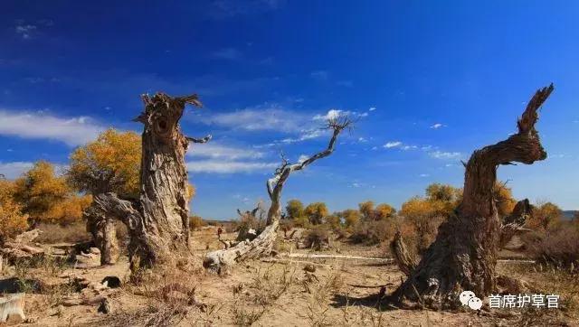 蚂蚁森林未来前景,蚂蚁森林万亿