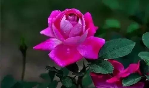 带你认识全国的省花,中国各地市花是什么