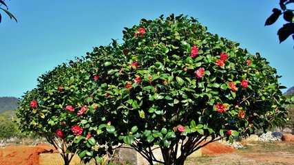 带你认识全国的省花,中国各地市花是什么