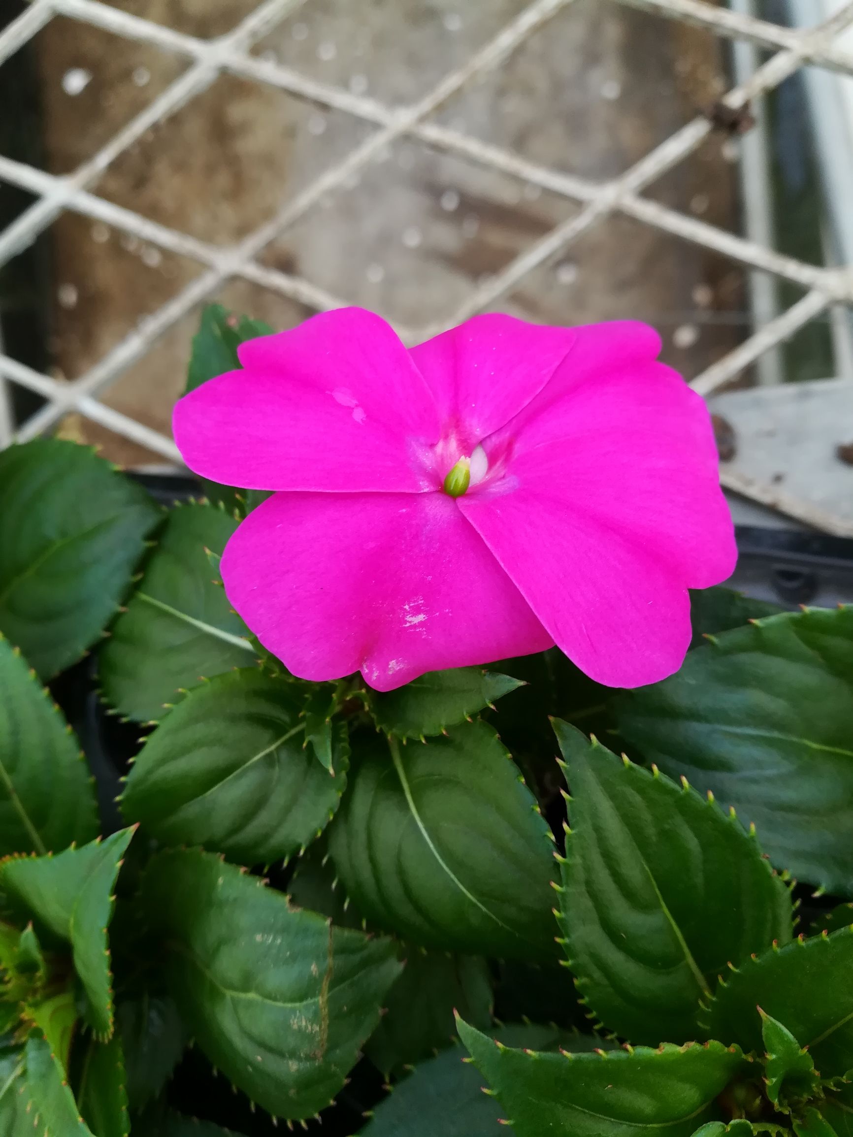 新几内亚凤仙,新几内亚凤仙怎么养