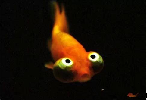 名媛金鱼百科全书~