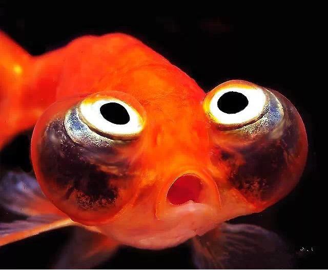 名媛金鱼百科全书~