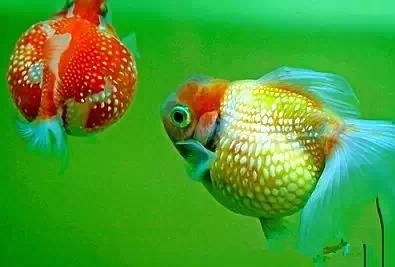 名媛金鱼百科全书~