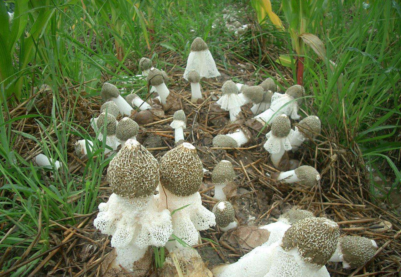 菌中皇后竹荪,菌中皇后是什么