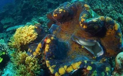 帕劳旅游攻略小册子,帕劳旅游攻略大全集