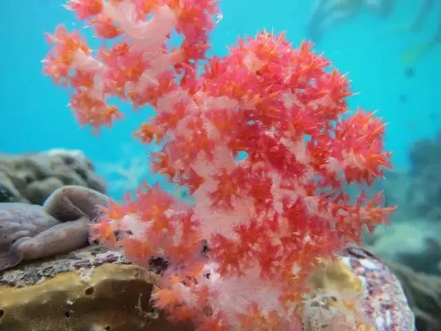 帕劳旅游攻略小册子,帕劳旅游攻略大全集