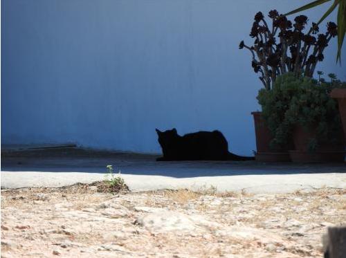 适合猫咪旅游的地方,盘点最美的猫咪风景