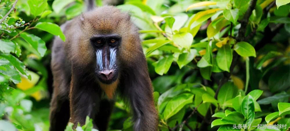 长隆野生动物世界游玩北门攻略,长隆野生动物世界旅游攻略路线