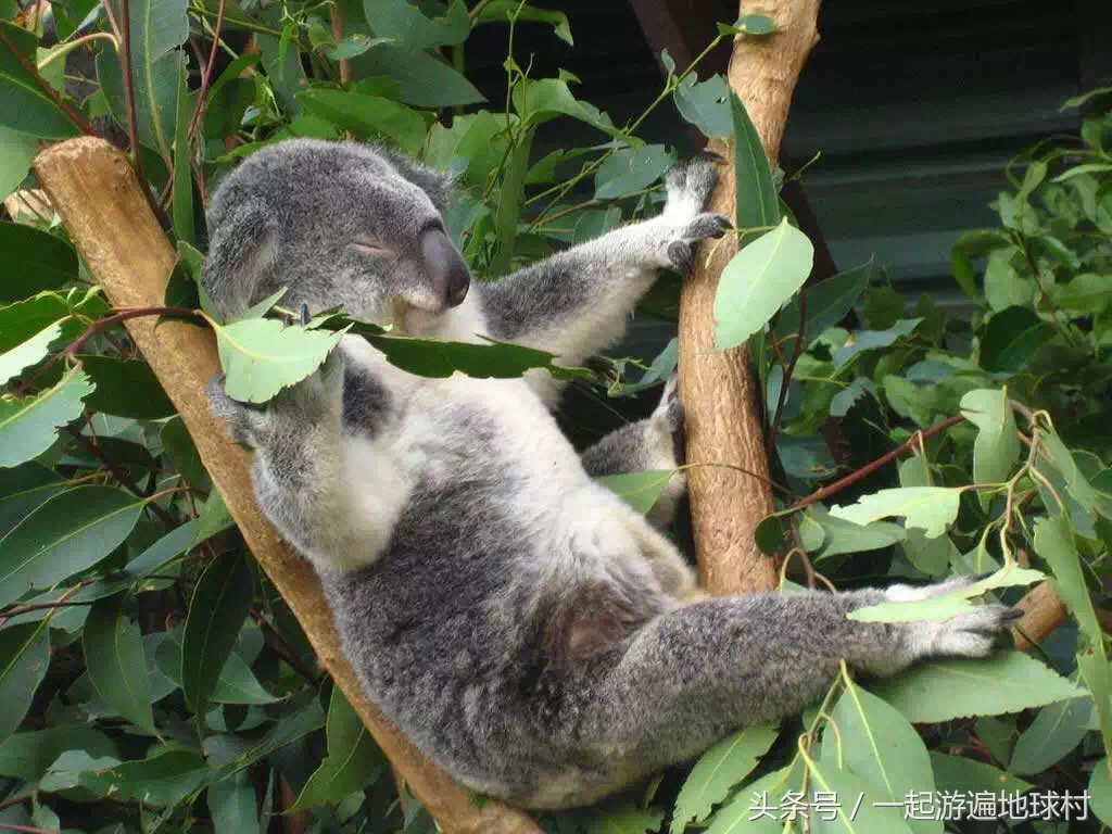 长隆野生动物世界游玩北门攻略,长隆野生动物世界旅游攻略路线