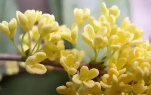 带你认识全国的省花,中国各地市花是什么