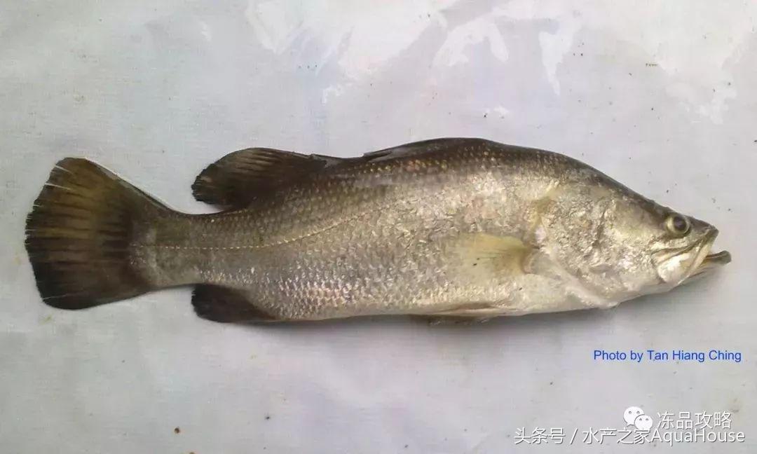 2018年12月19日全国水产价格,水产塘口每日最新报价