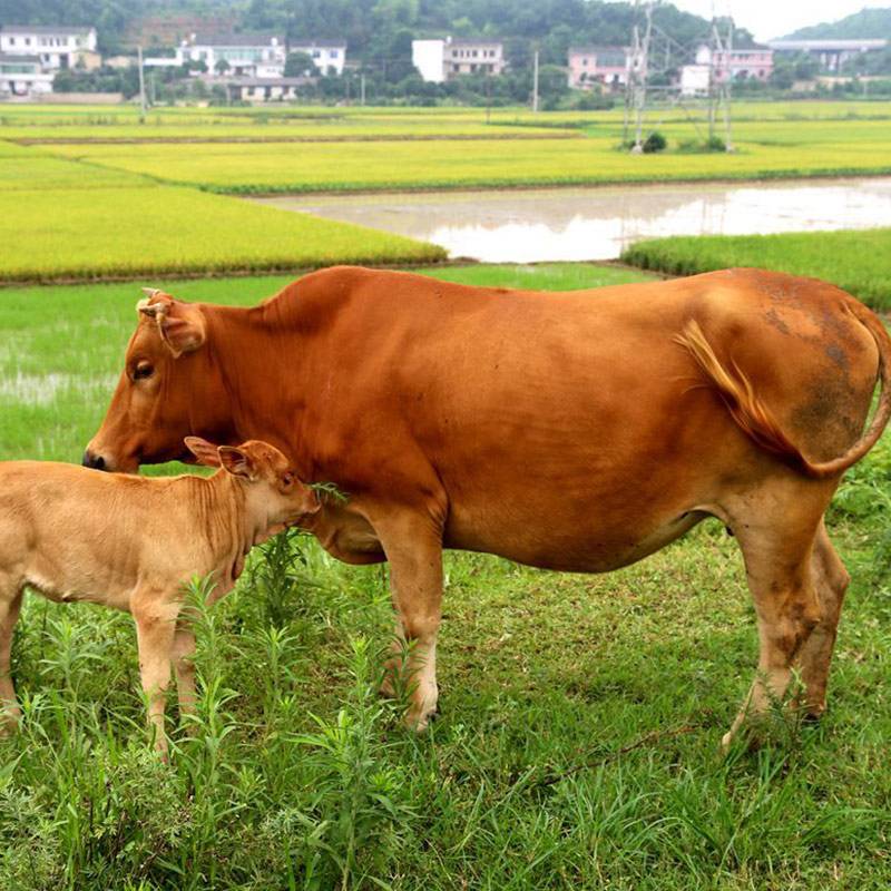 十二生肖之牛识字,生肖之谜之牛篇