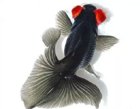 名媛金鱼百科全书~