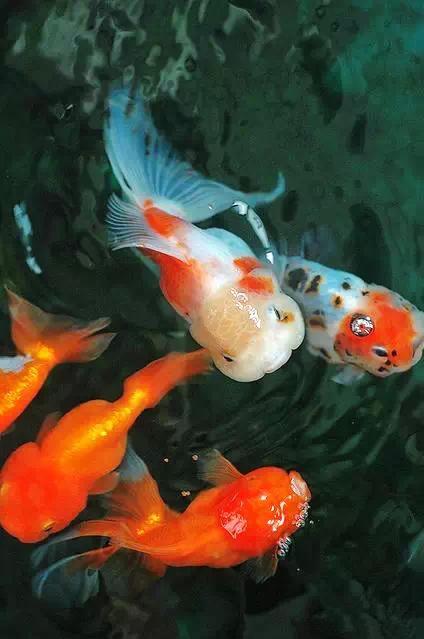 名媛金鱼百科全书~