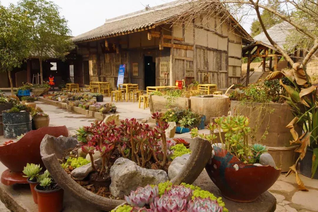 广元市柏林樱花节,广元柏林大型樱花节