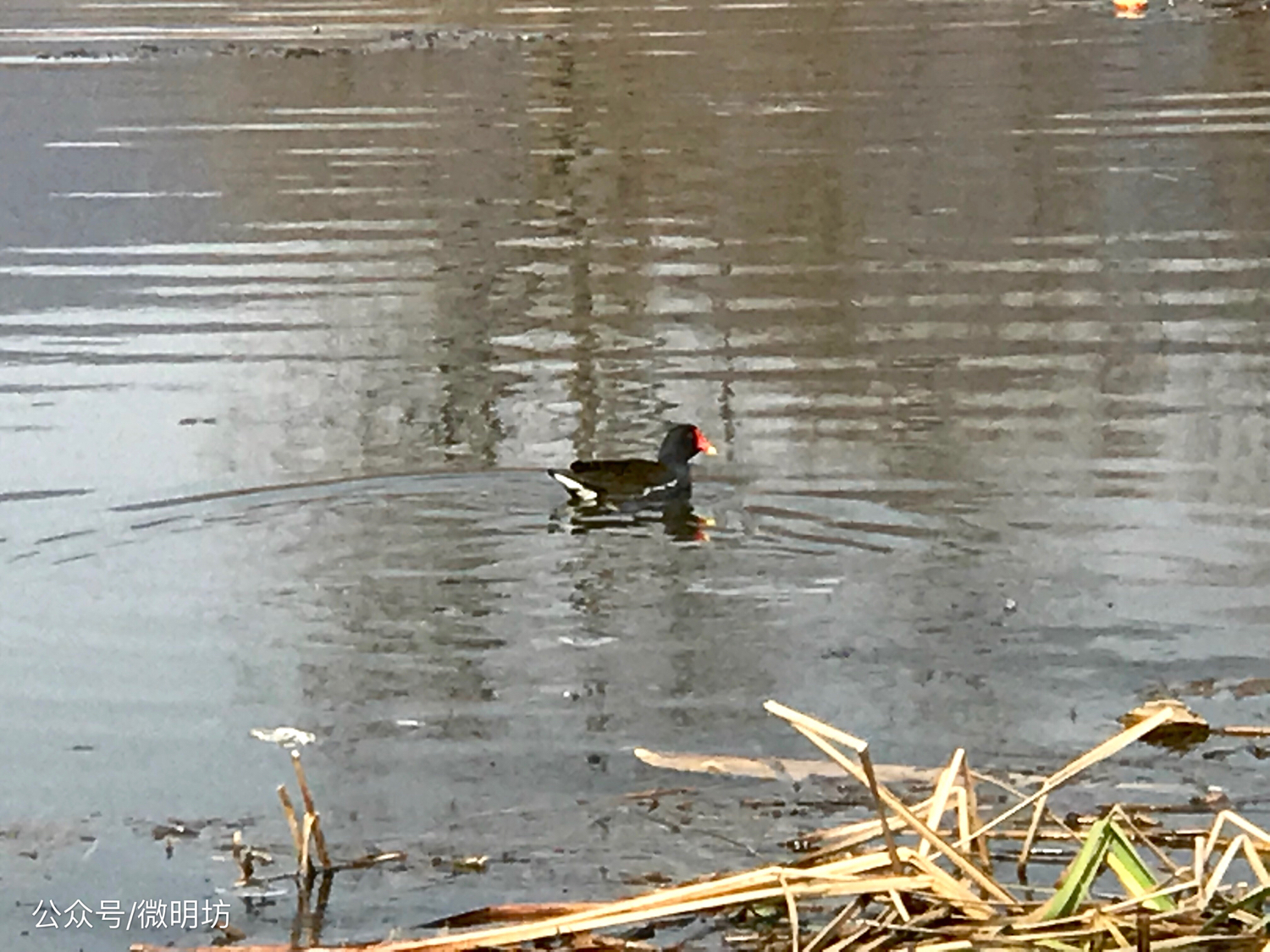 手拍世界作品集402期,手拍世界作品专集