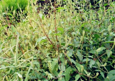 种植牛膝亩产多少斤,牛膝苗子多少钱一斤