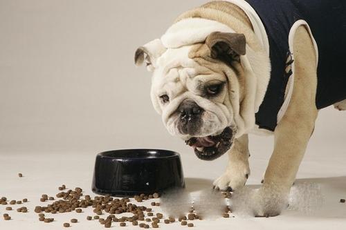 三招搞定狗狗不吃狗粮,如果狗狗不咬食物怎么办