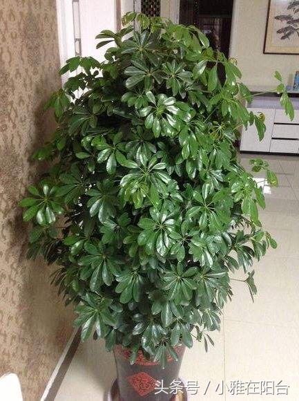 鸭脚木枝干发黄掉叶子,鸭脚木黄叶枯叶怎么补救最快方法