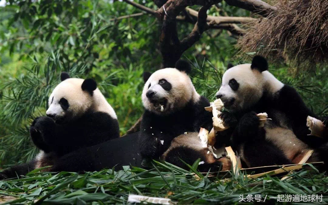 长隆野生动物世界游玩北门攻略,长隆野生动物世界旅游攻略路线