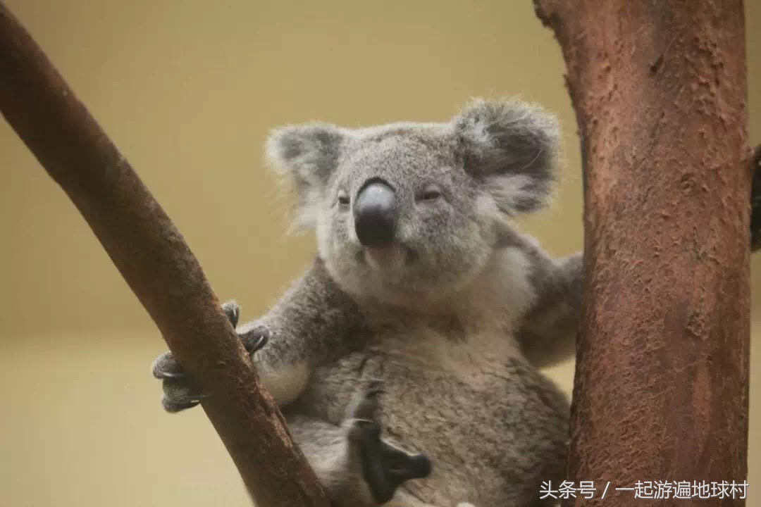 长隆野生动物世界游玩北门攻略,长隆野生动物世界旅游攻略路线