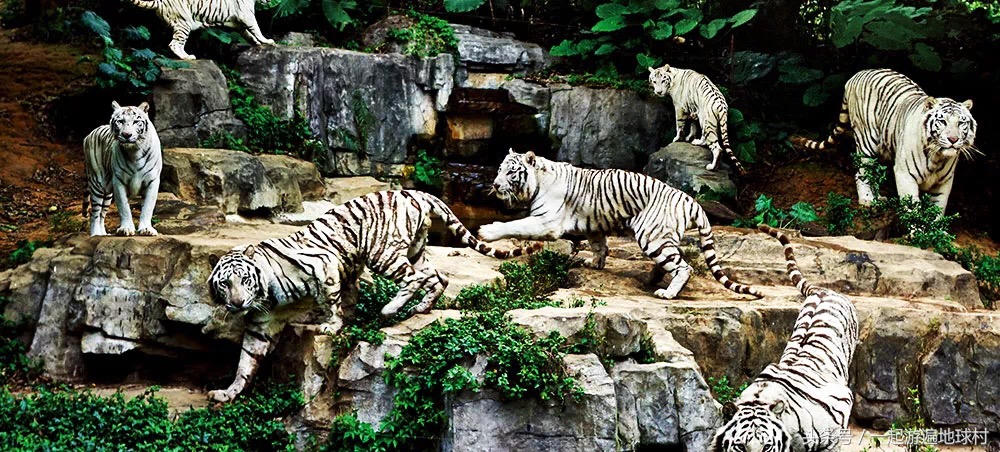 长隆野生动物世界游玩北门攻略,长隆野生动物世界旅游攻略路线