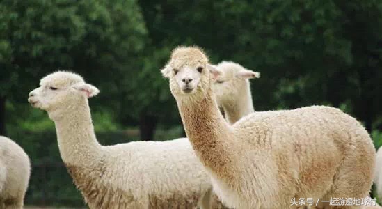 长隆野生动物世界游玩北门攻略,长隆野生动物世界旅游攻略路线