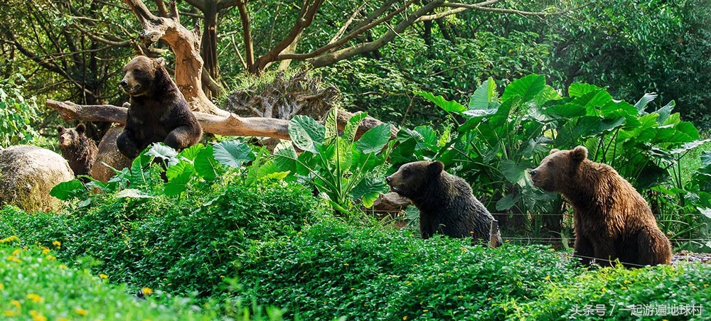 长隆野生动物世界游玩北门攻略,长隆野生动物世界旅游攻略路线