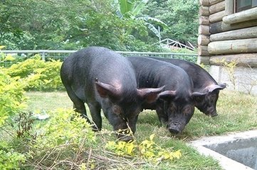 最贵的猪是哪个品种,十大名猪哪个猪种长得最大