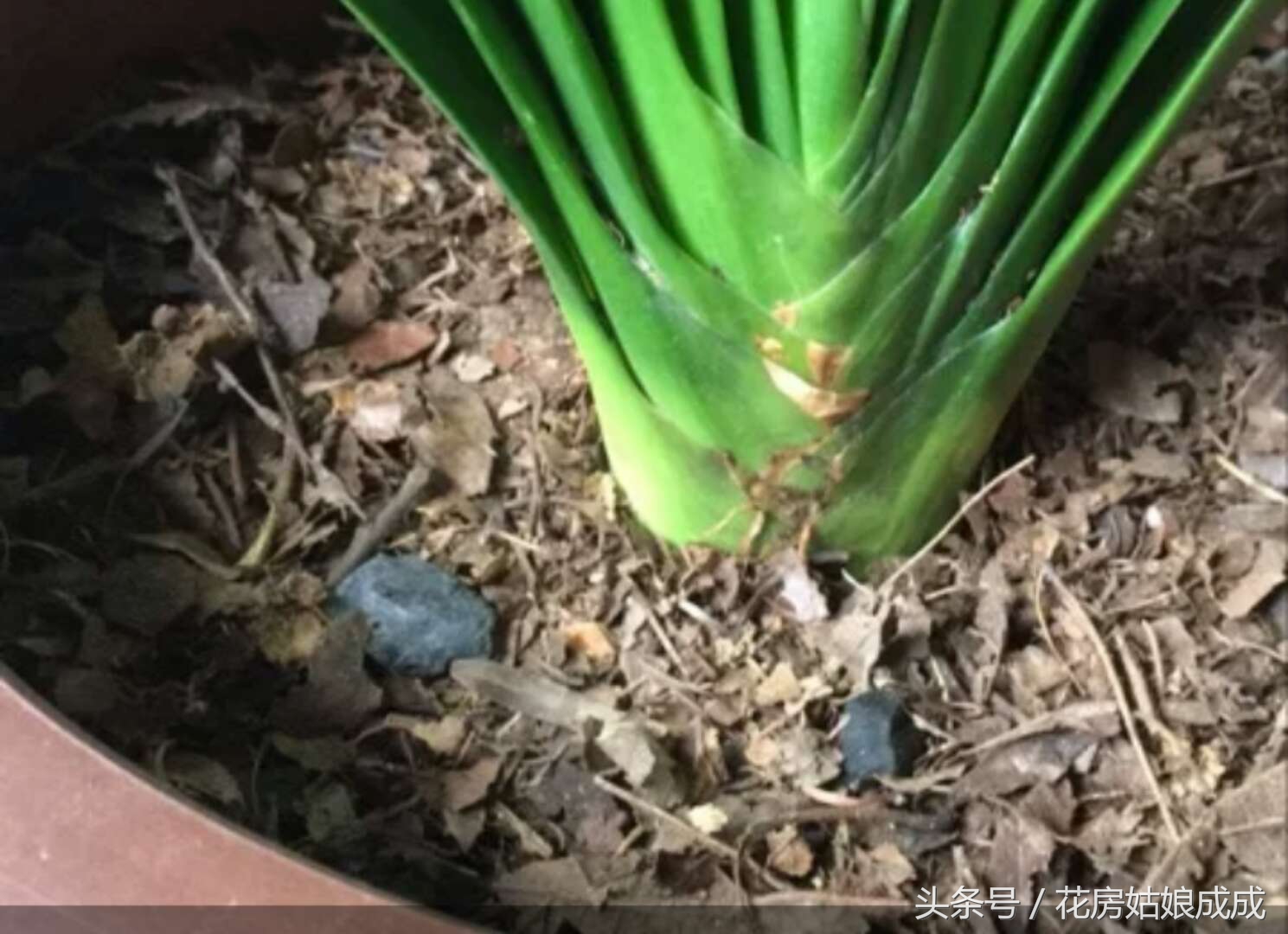 现在君子兰出花箭怎么养护,君子兰初开花箭后该怎样养护