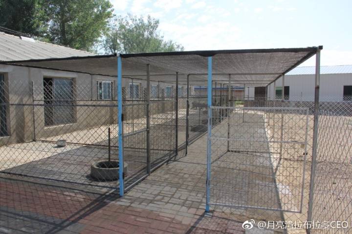 纯血统拉布拉多赛级犬白色购买 (宠物市场怎么挑选拉布拉多犬)