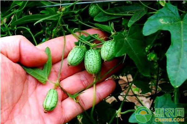 2018年农业种植什么东西最挣钱,今年种什么经济作物最赚钱