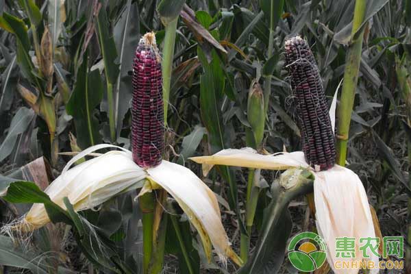 2018年农业种植什么东西最挣钱,今年种什么经济作物最赚钱