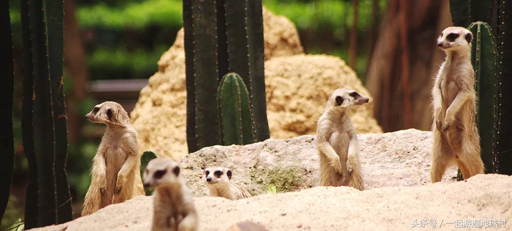 长隆野生动物世界游玩北门攻略,长隆野生动物世界旅游攻略路线