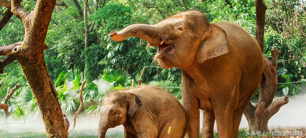 长隆野生动物世界游玩北门攻略,长隆野生动物世界旅游攻略路线
