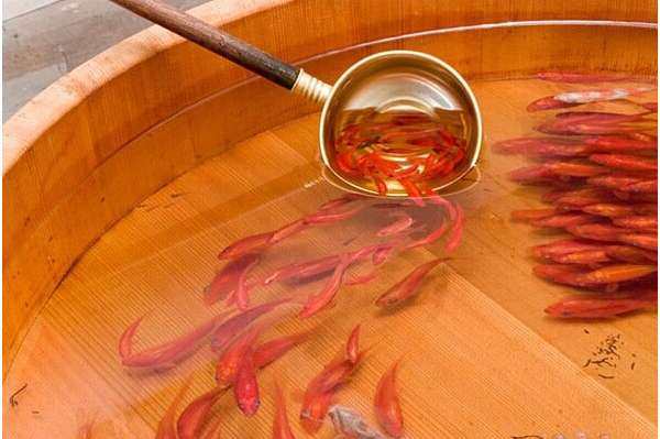 什么金鱼最好养,珍珠金鱼怎么养