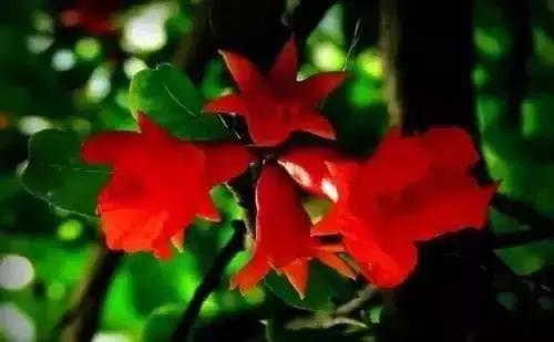 带你认识全国的省花,中国各地市花是什么