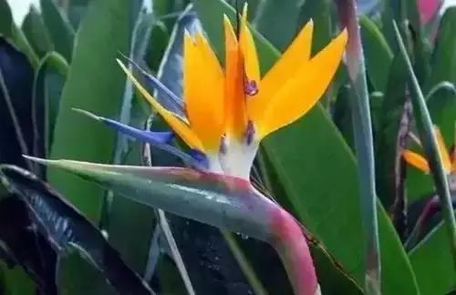 带你认识全国的省花,中国各地市花是什么