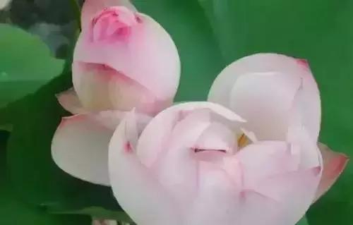 带你认识全国的省花,中国各地市花是什么