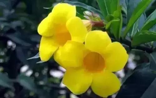 带你认识全国的省花,中国各地市花是什么