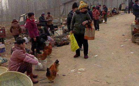 散养土鸡怕热吗,散养土鸡的瘟疫防范