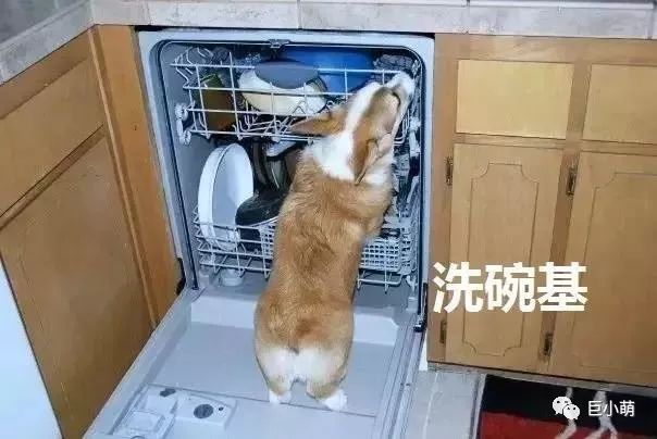 狗年大牌限定辣眼睛，思聪爸爸有钱都不想买