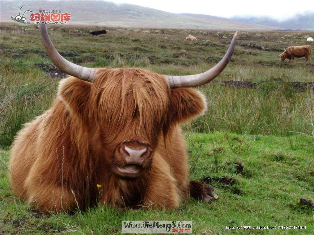 十二生肖之牛识字,生肖之谜之牛篇