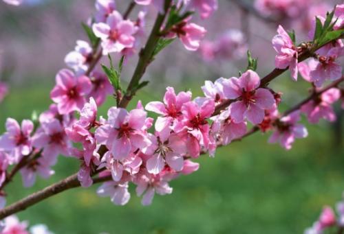高考必背诗词重点句子,高考必考的诗句有哪些